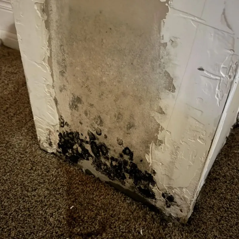 Professional Mold Removal in Winston County, MS